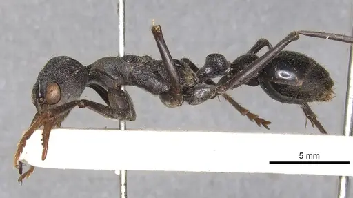 Myrmecia simillima specimen CASENT0902787 image casent0902787_3