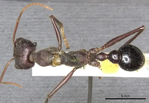 Myrmecia simillima specimen CASENT0902788 image casent0902788_1