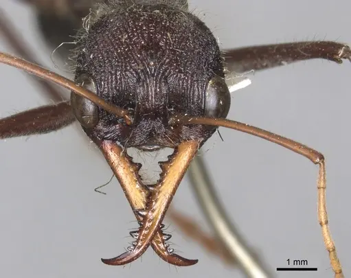Myrmecia simillima specimen CASENT0902788 image casent0902788_2