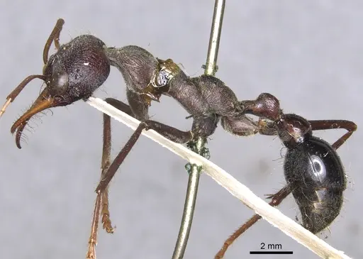 Myrmecia simillima specimen CASENT0902788 image casent0902788_3