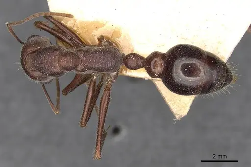 Myrmecia simillima specimen CASENT0907089 image casent0907089_1
