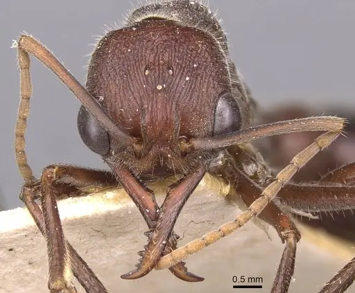 Myrmecia simillima specimen CASENT0907089 image casent0907089_2