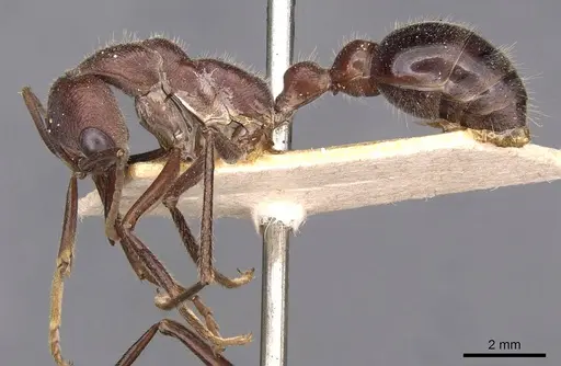 Myrmecia simillima specimen CASENT0907089 image casent0907089_3