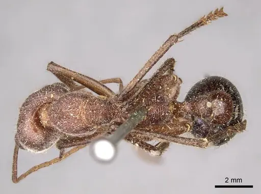 Myrmecia simillima specimen CASENT0915834 image casent0915834_1