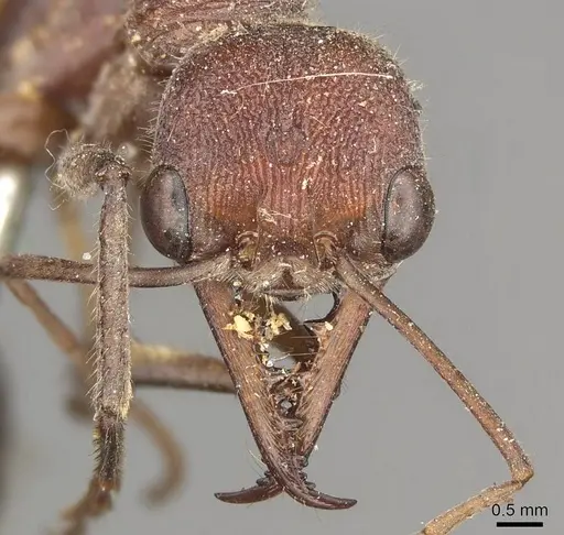Myrmecia simillima specimen CASENT0915834 image casent0915834_2