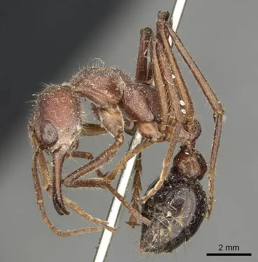 Myrmecia simillima specimen CASENT0915834 image casent0915834_3