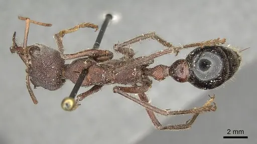 Myrmecia simillima specimen CASENT0915835 image casent0915835_1