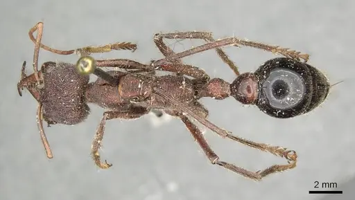 Myrmecia simillima specimen CASENT0915835 image casent0915835_2