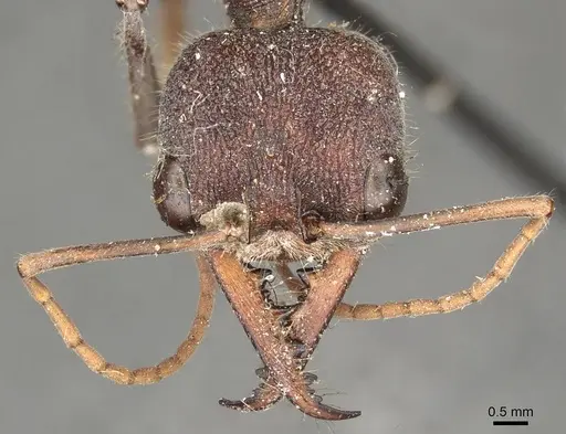 Myrmecia simillima specimen CASENT0915835 image casent0915835_3