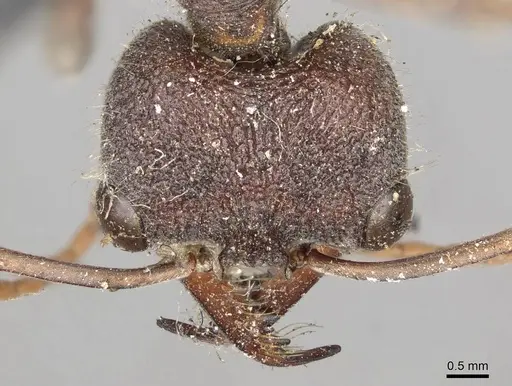 Myrmecia simillima specimen CASENT0915835 image casent0915835_4