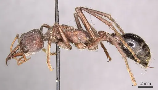 Myrmecia simillima specimen CASENT0915835 image casent0915835_5