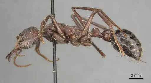 Myrmecia simillima specimen CASENT0915835 image casent0915835_6