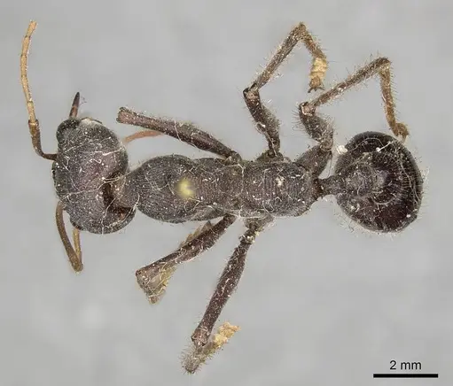 Myrmecia simillima specimen CASENT0915836 image casent0915836_1