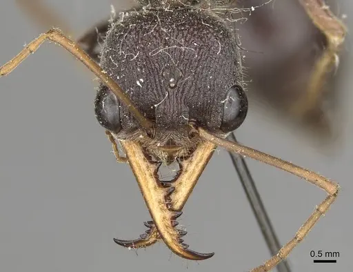 Myrmecia simillima specimen CASENT0915836 image casent0915836_2