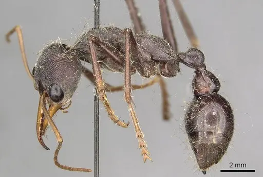 Myrmecia simillima specimen CASENT0915836 image casent0915836_3