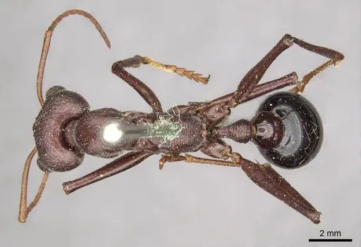 Myrmecia simillima specimen CASENT0915837 image casent0915837_1