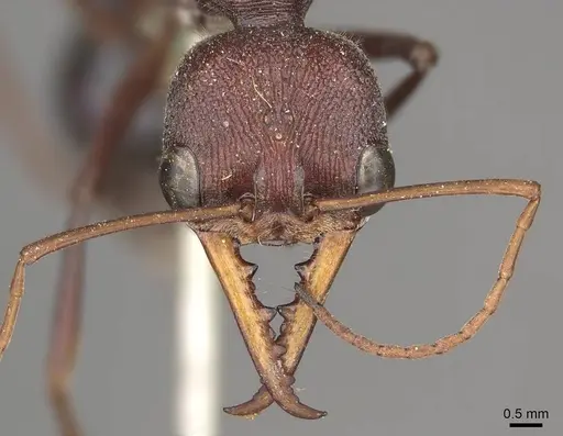 Myrmecia simillima specimen CASENT0915837 image casent0915837_2