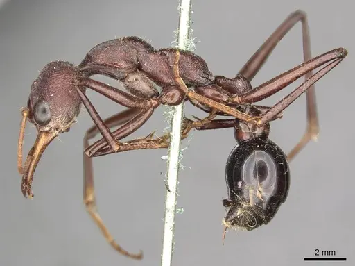 Myrmecia simillima specimen CASENT0915837 image casent0915837_3