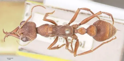 Myrmecia subfasciata specimen FOCOL0831 image focol0831_1
