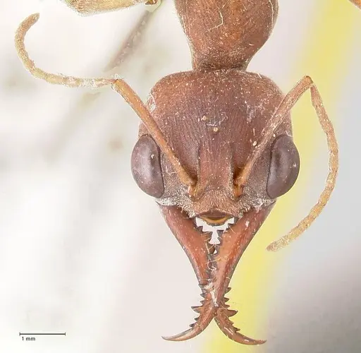 Myrmecia subfasciata specimen FOCOL0831 image focol0831_2