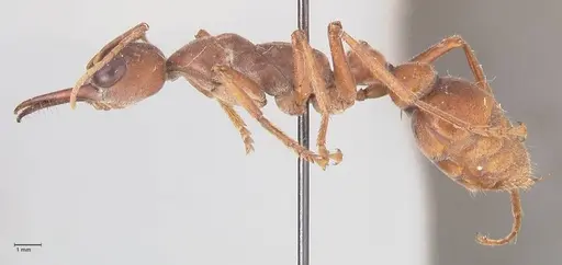 Myrmecia subfasciata specimen FOCOL0831 image focol0831_3