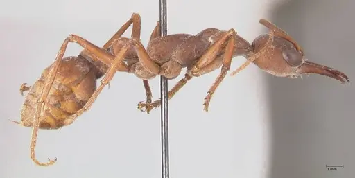 Myrmecia subfasciata specimen FOCOL0831 image focol0831_4