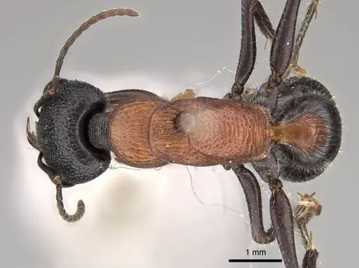 Myrmecia swalei specimen CASENT0914036 image casent0914036_1