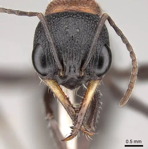 Myrmecia swalei specimen CASENT0914036 image casent0914036_2