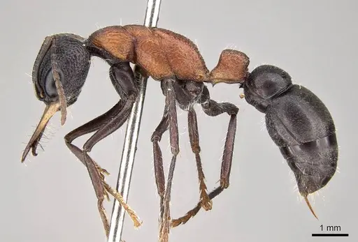 Myrmecia swalei specimen CASENT0914036 image casent0914036_3