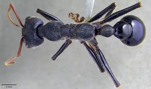 Myrmecia tarsata specimen ANTWEB1041870 image antweb1041870_1