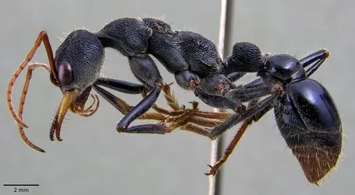 Myrmecia tarsata specimen ANTWEB1041870 image antweb1041870_3