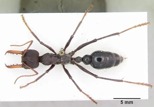 Myrmecia tarsata specimen CASENT0103242 image casent0103242_1