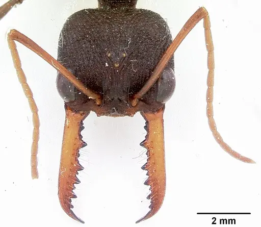 Myrmecia tarsata specimen CASENT0103242 image casent0103242_2