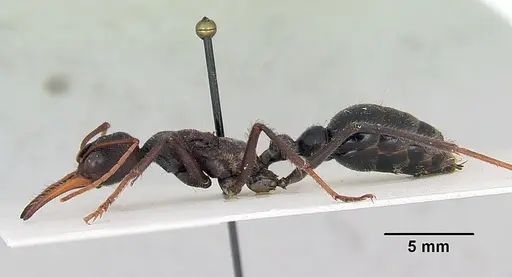Myrmecia tarsata specimen CASENT0103242 image casent0103242_3
