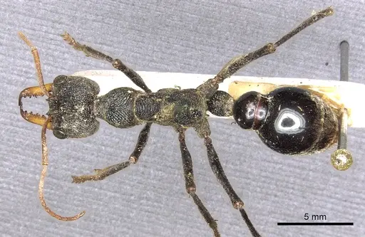 Myrmecia tarsata specimen CASENT0902785 image casent0902785_1