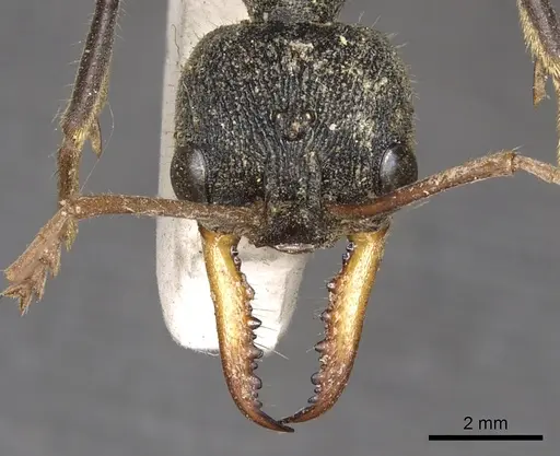 Myrmecia tarsata specimen CASENT0902785 image casent0902785_2