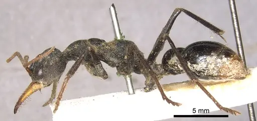 Myrmecia tarsata specimen CASENT0902785 image casent0902785_3