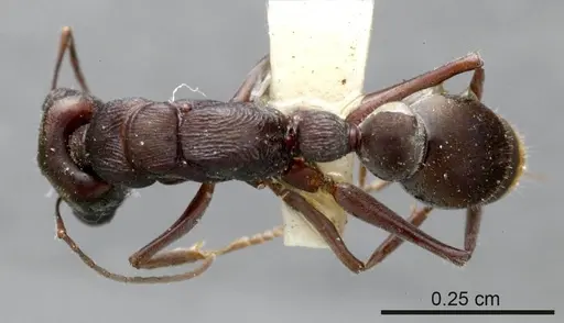 Myrmecia tepperi specimen ANTWEB1008211 image antweb1008211_1
