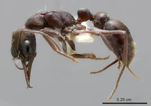 Myrmecia tepperi specimen ANTWEB1008211 image antweb1008211_2