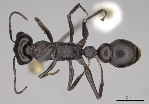 Myrmecia tepperi specimen CASENT0914035 image casent0914035_1