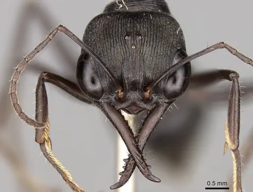 Myrmecia tepperi specimen CASENT0914035 image casent0914035_2