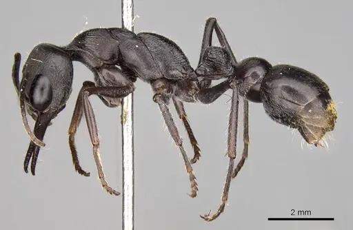 Myrmecia tepperi specimen CASENT0914035 image casent0914035_3