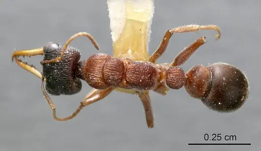 Myrmecia testaceipes specimen ANTWEB1008281 image antweb1008281_1