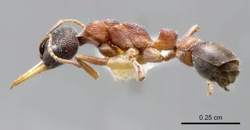 Myrmecia testaceipes specimen ANTWEB1008281 image antweb1008281_2
