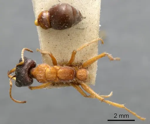 Myrmecia testaceipes specimen ANTWEB1008295 image antweb1008295_1