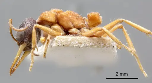 Myrmecia testaceipes specimen ANTWEB1008295 image antweb1008295_2