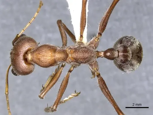 Myrmecia tridentata specimen CASENT0902795 image casent0902795_1