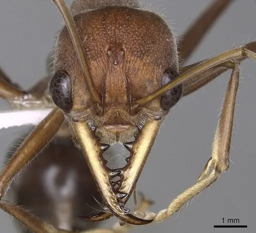 Myrmecia tridentata specimen CASENT0902795 image casent0902795_2