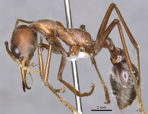 Myrmecia tridentata specimen CASENT0902795 image casent0902795_3