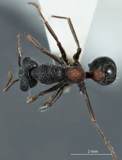 Myrmecia urens specimen ANTWEB1041176 image antweb1041176_1
